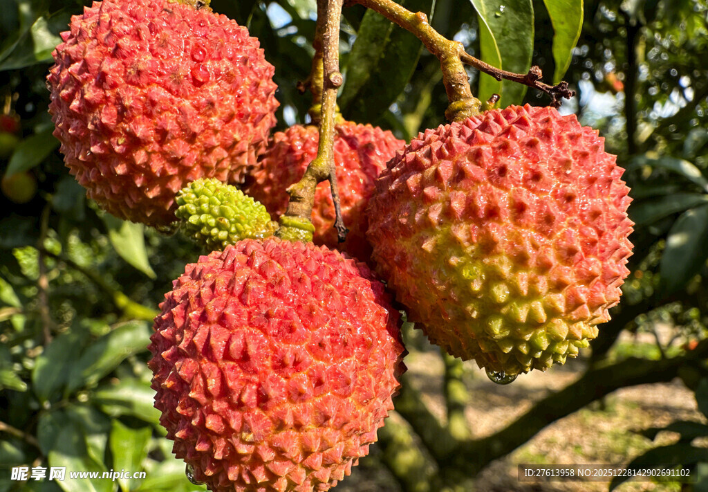 枝头饱满荔枝