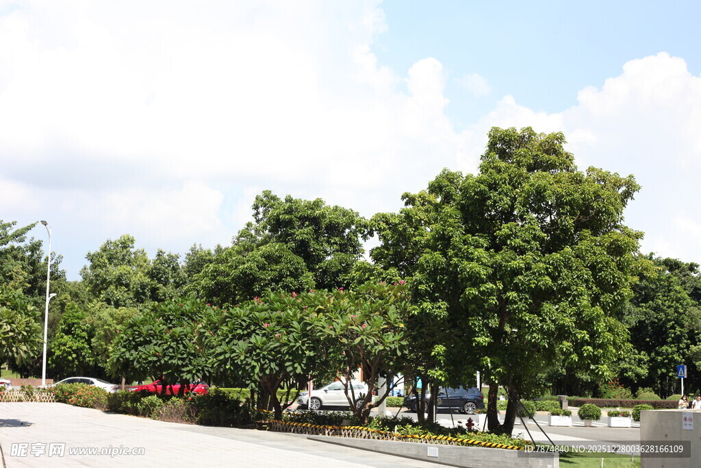 绿树成荫的户外景致