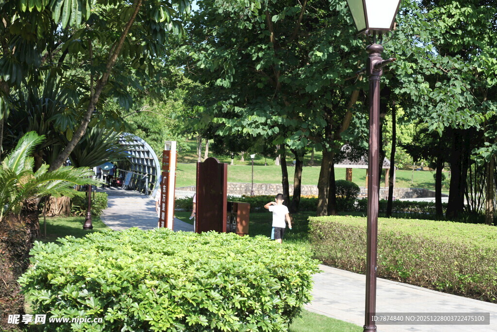 静谧林荫道旁的绿植景致