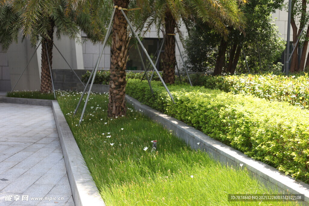 庭院绿植景观一角