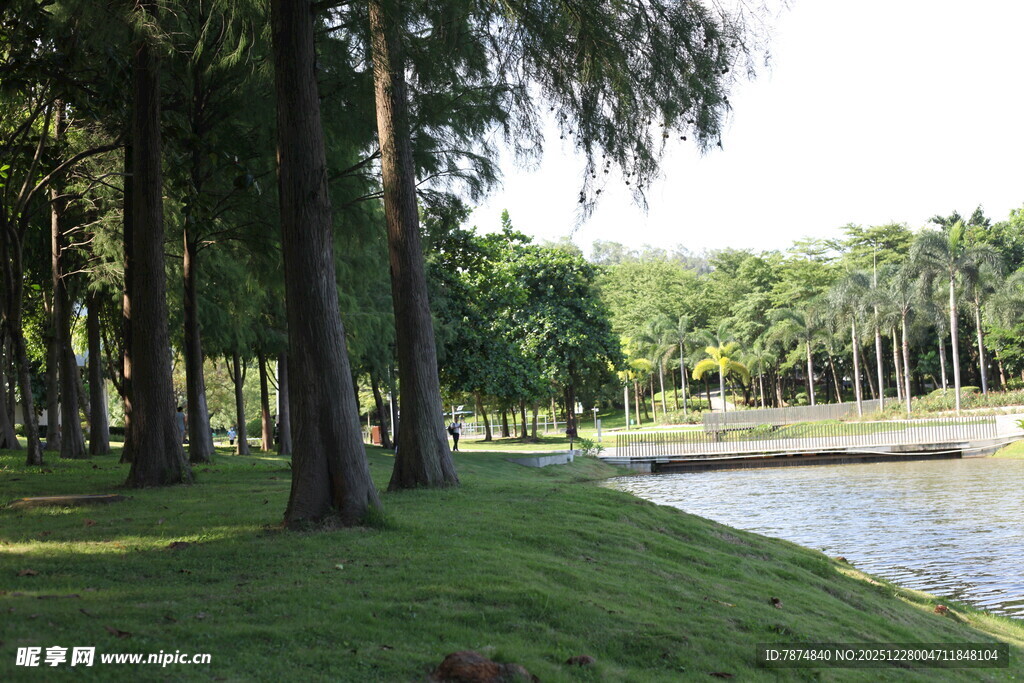 湖畔绿荫下的静谧风光