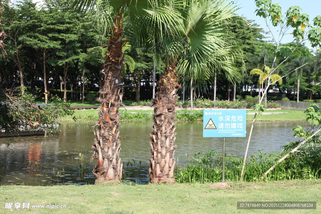 湖畔棕榈树与指示牌景观
