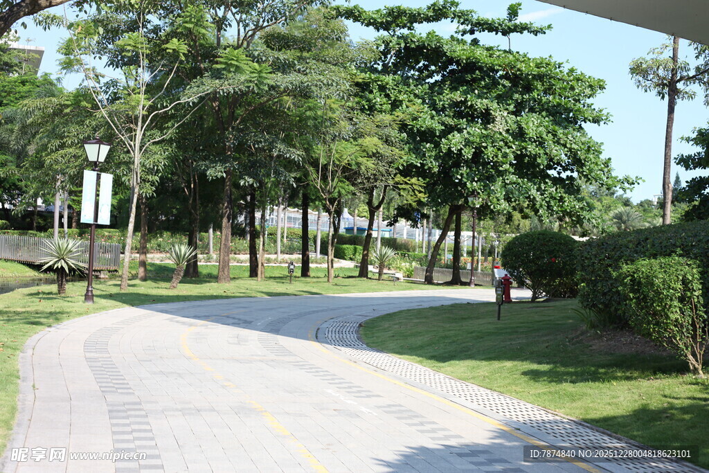 公园中的宁静林荫小道