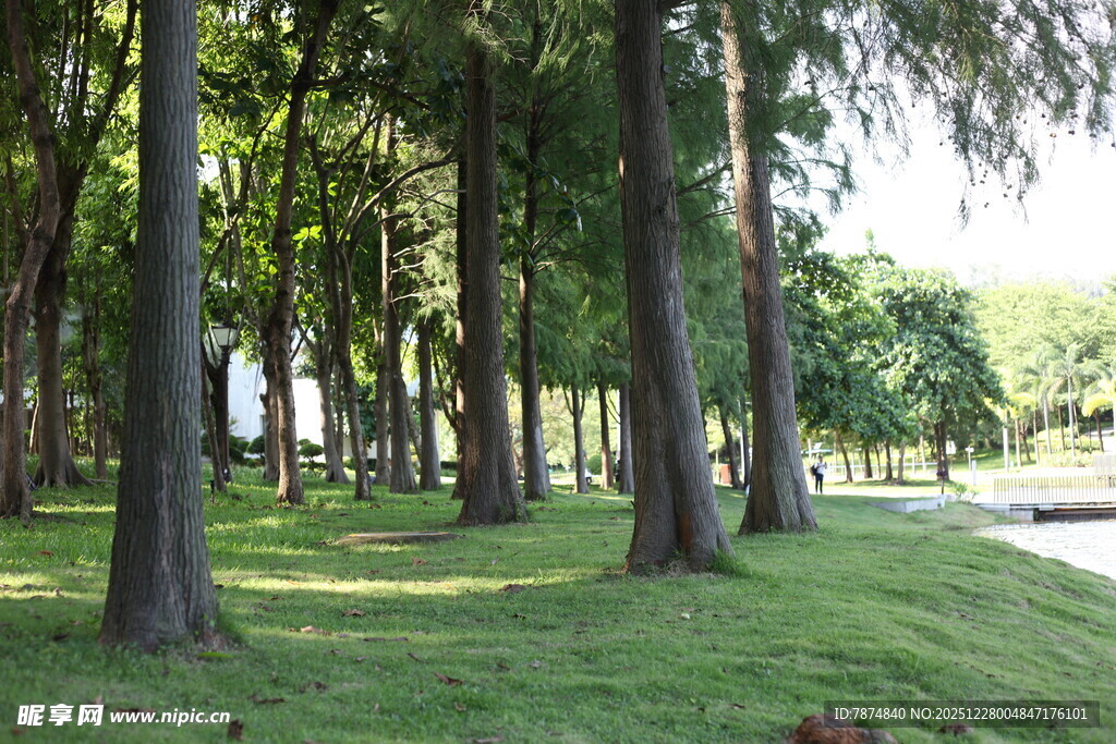 林间草地 静谧自然景致