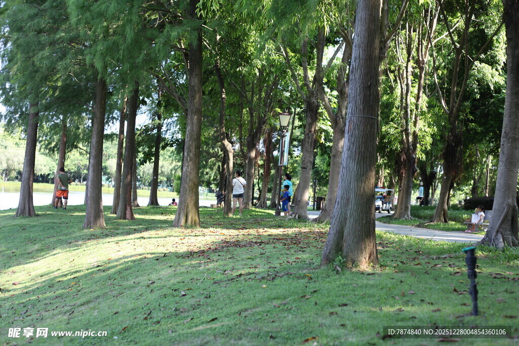 林间阳光草地的静谧景致
