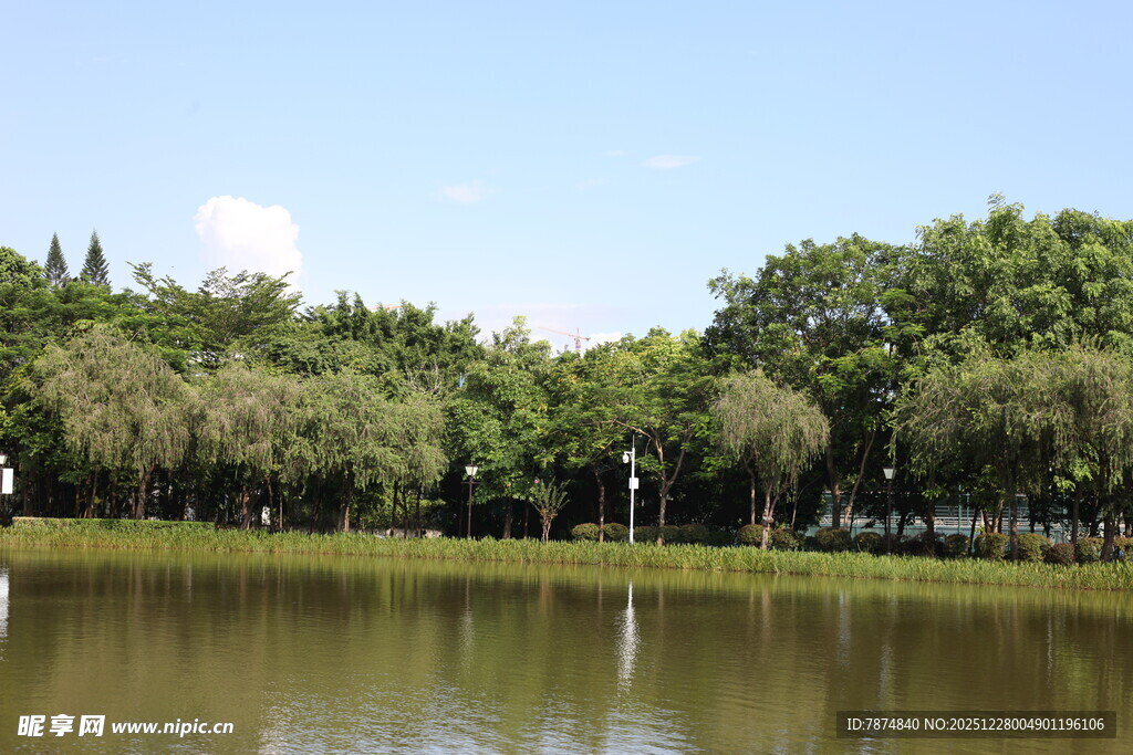 湖畔绿树成荫的宁静风光