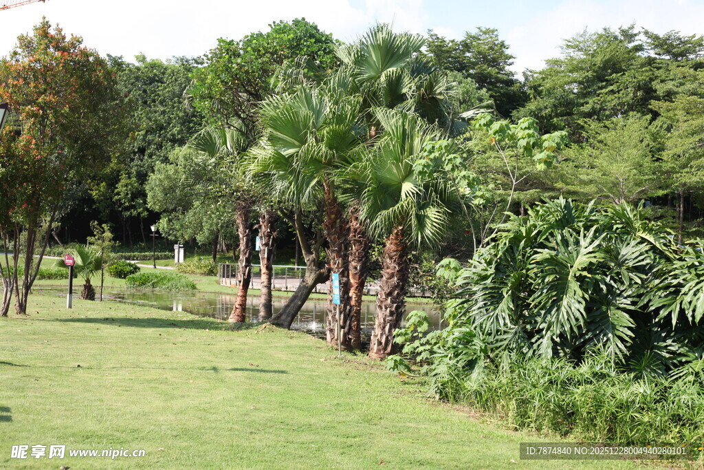 绿意盎然的热带植物景观