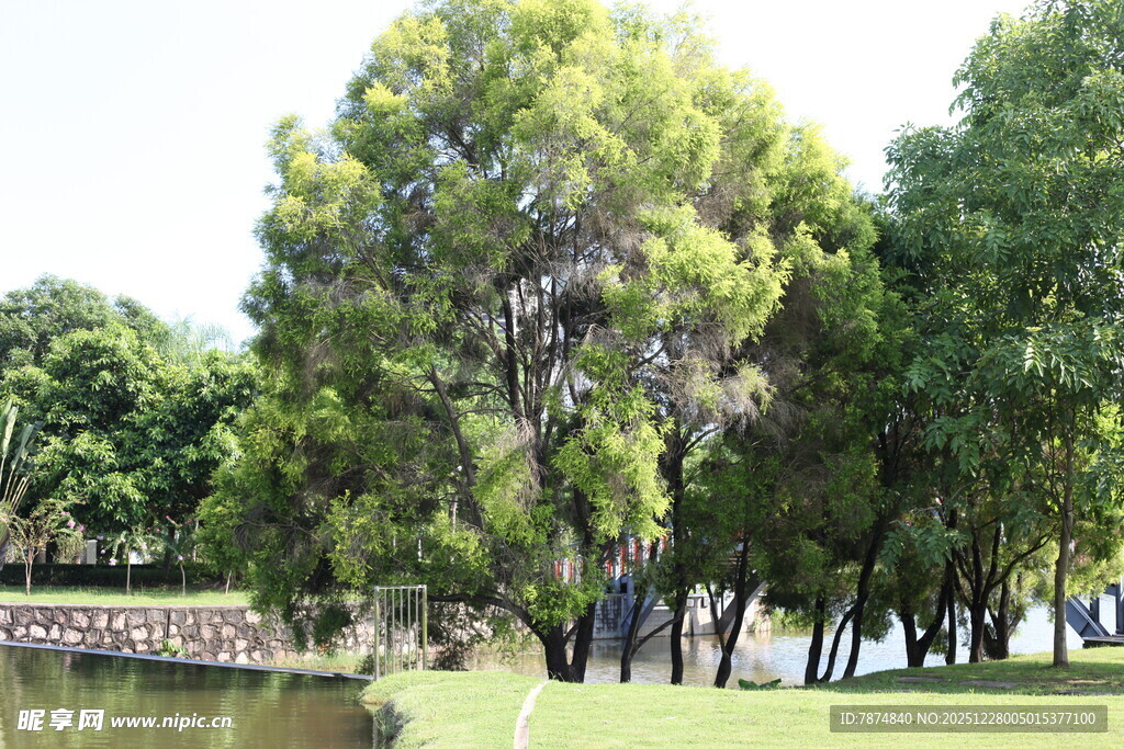 湖畔绿树成荫的美丽景致