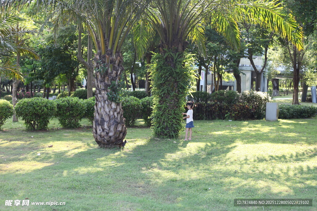 阳光照耀下的绿意园林