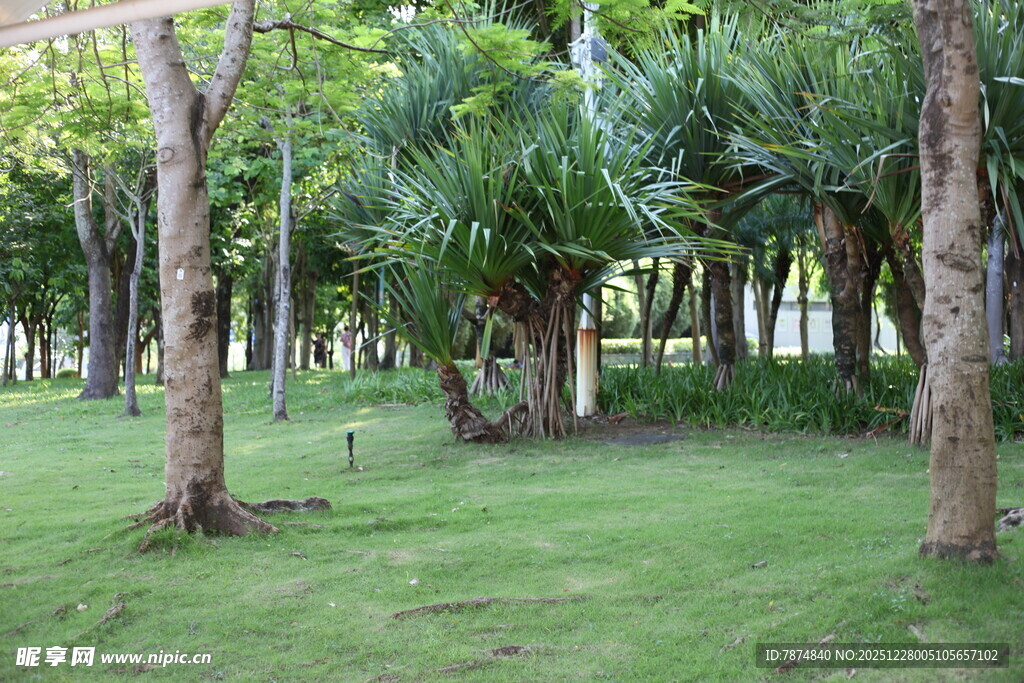 绿意盎然的林间草地