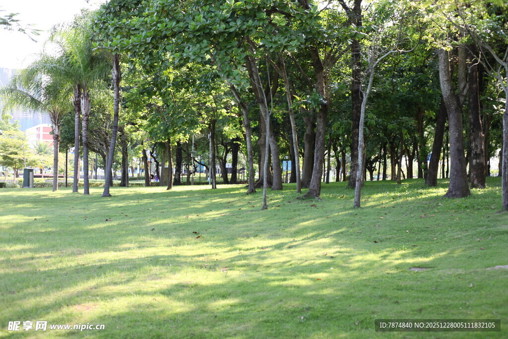 阳光照耀下的树林草地