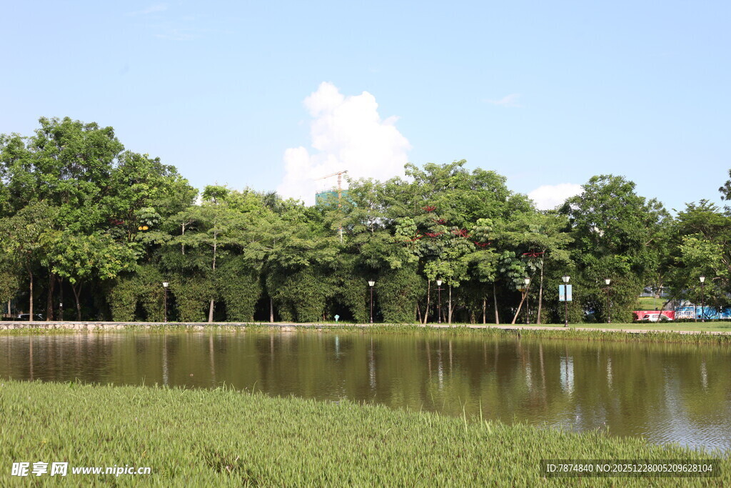 湖畔绿树成荫的宁静风光