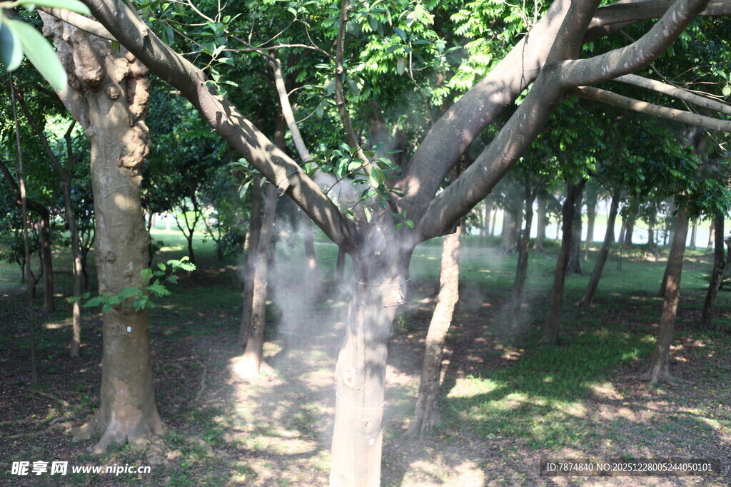 林间交错的繁茂树木