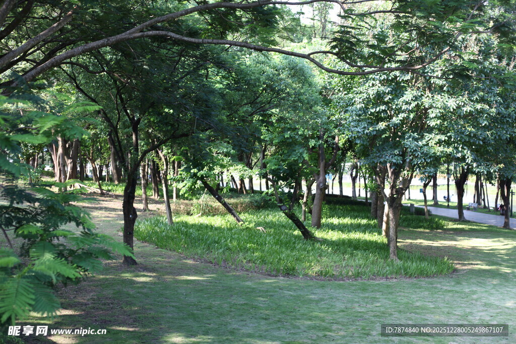 夏日林荫公园美景