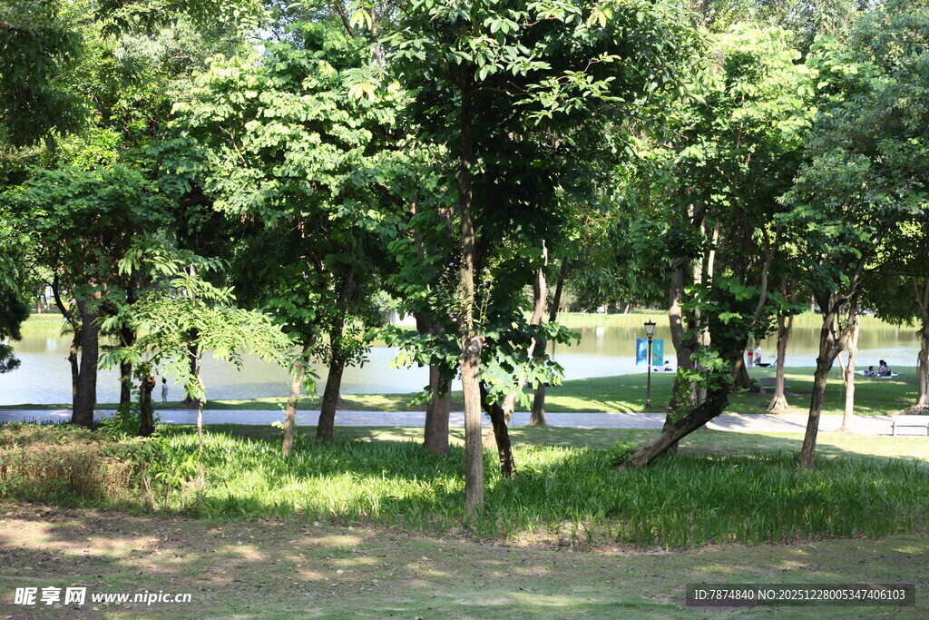 夏日公园绿树成荫景观