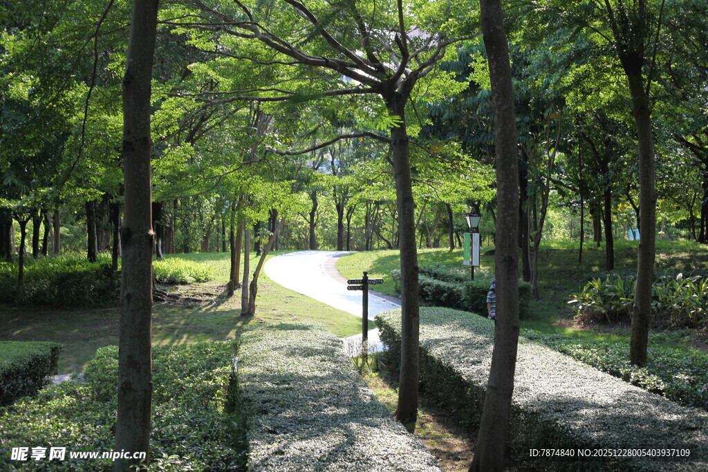 林间幽静小道 绿意盎然