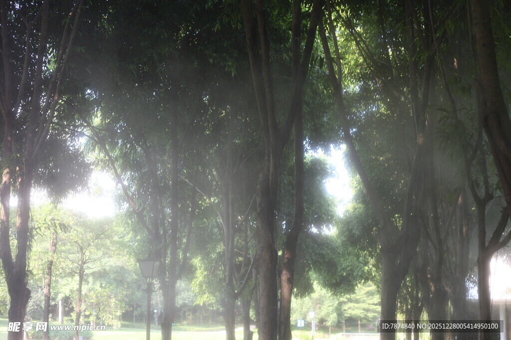 林间雨景 阳光穿透树林