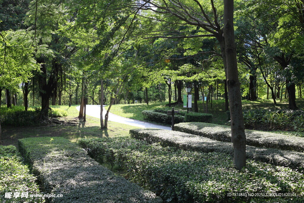 林间静谧小道 绿意盎然