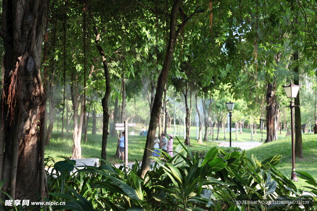 林间绿意盎然的静谧景致