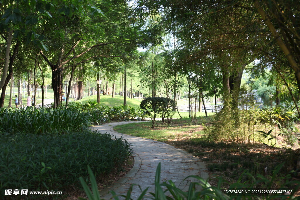 林间小径 静谧自然之景