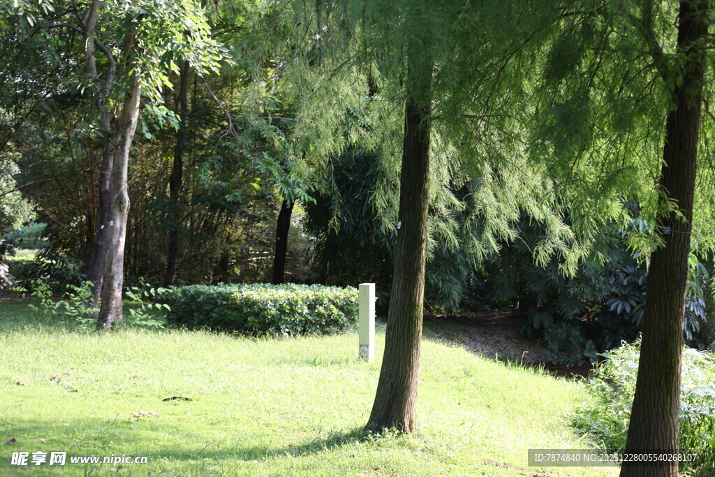 绿意盎然的林间草地