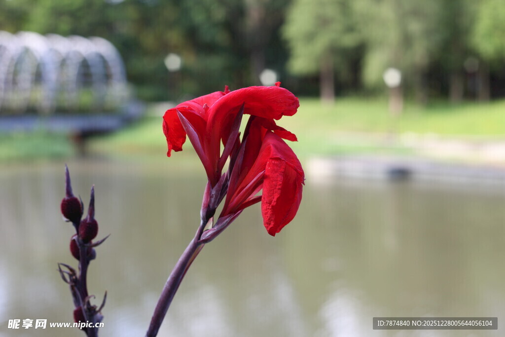 湖畔娇艳红美人蕉