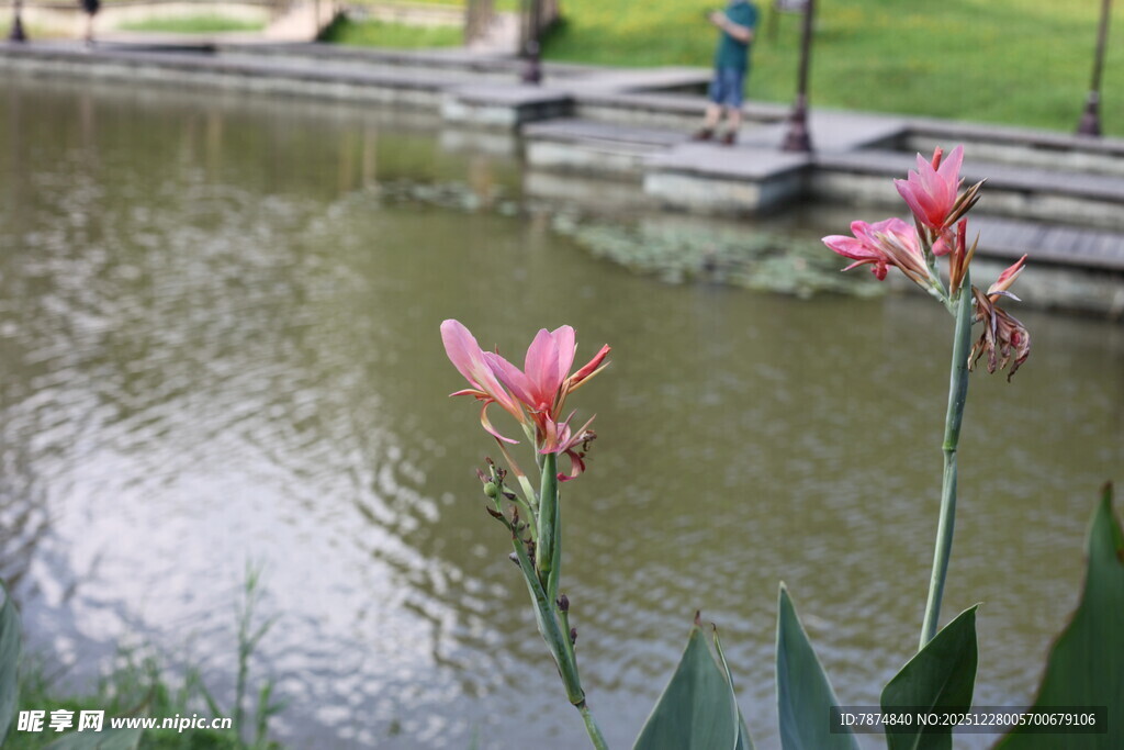 池塘边绽放的娇艳花朵