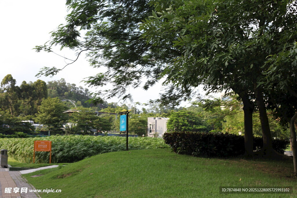 绿意盎然的公园景观