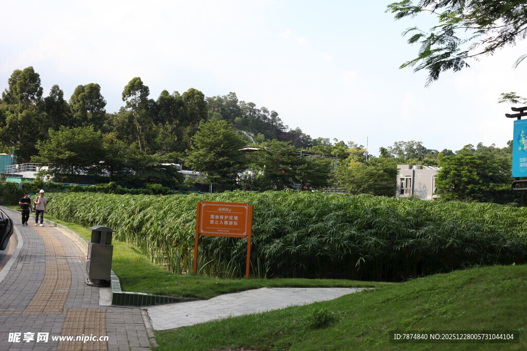 城市中的绿意盎然景观