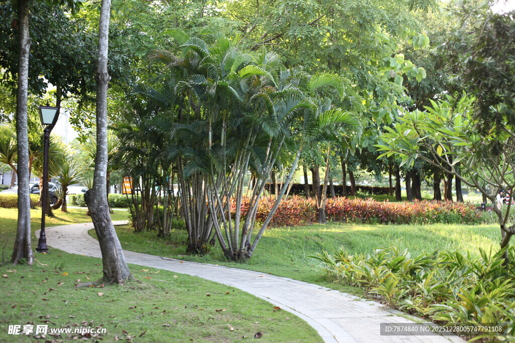 林间小径 绿意盎然的公园