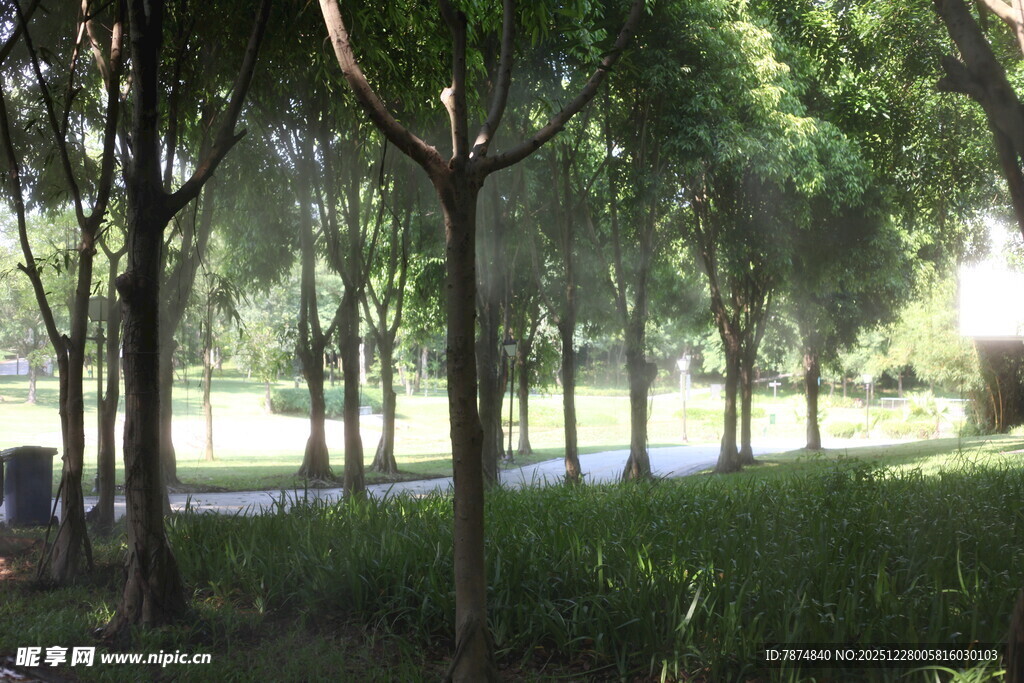 阳光洒落的静谧林间小道