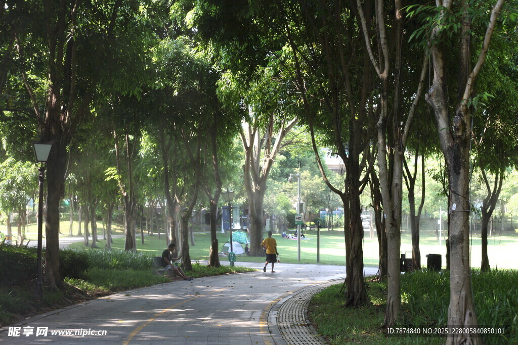 林荫小道 静谧公园景致