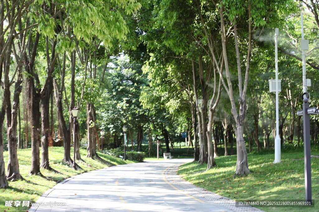 林荫小道 静谧的自然景致