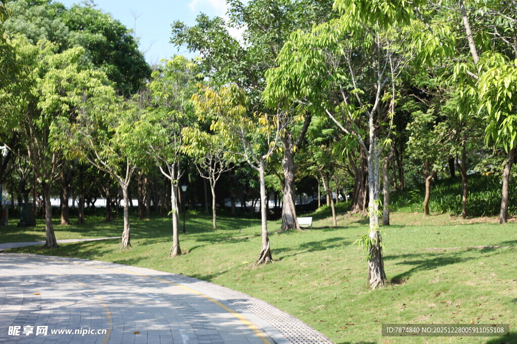 林间小道 绿意盎然的景致