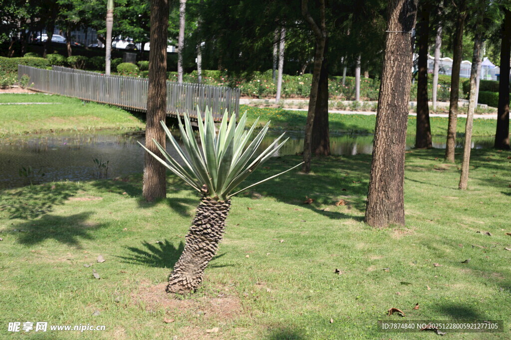 草地上的单株龙舌兰植物