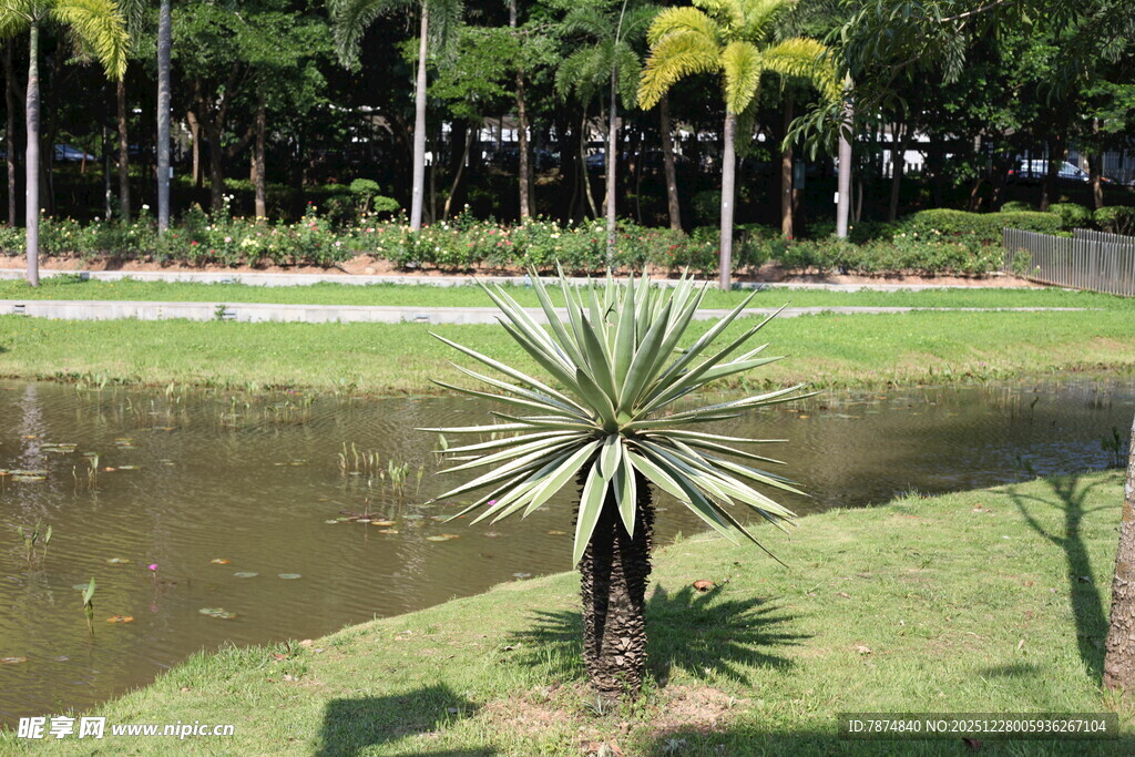 池塘边的单株绿植景观