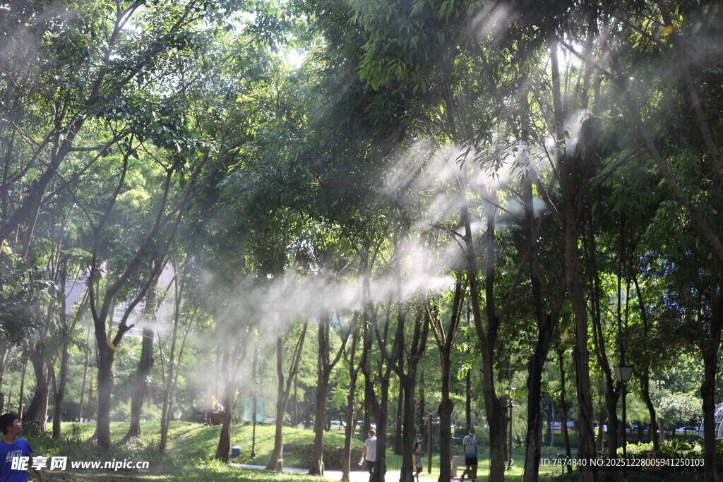 林间阳光洒落美景