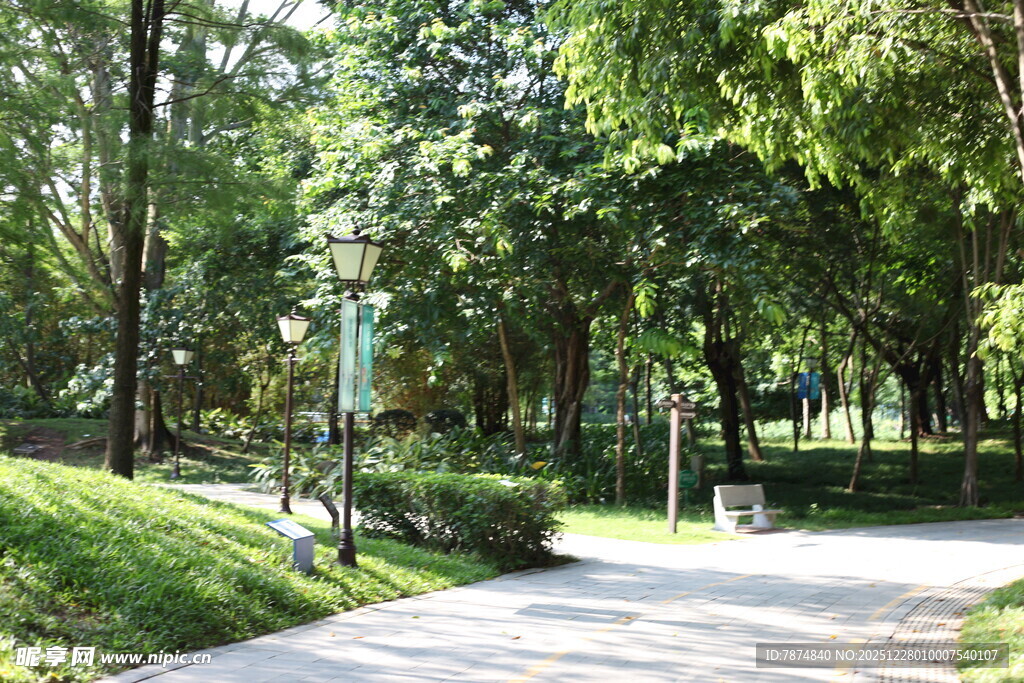 林间幽静小道 绿意盎然