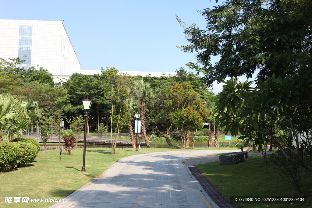 宁静校园中的林荫小径