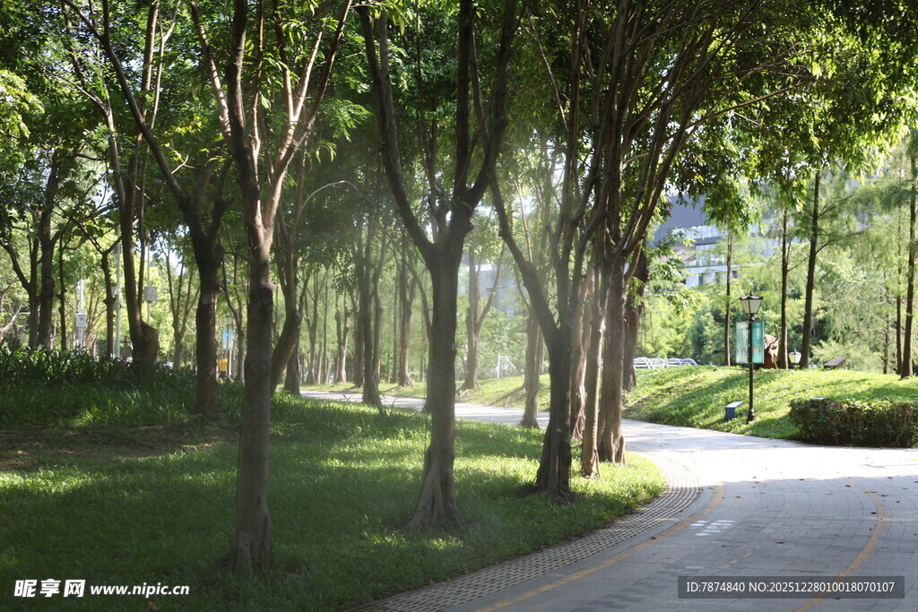 林间阳光小道 绿意盎然