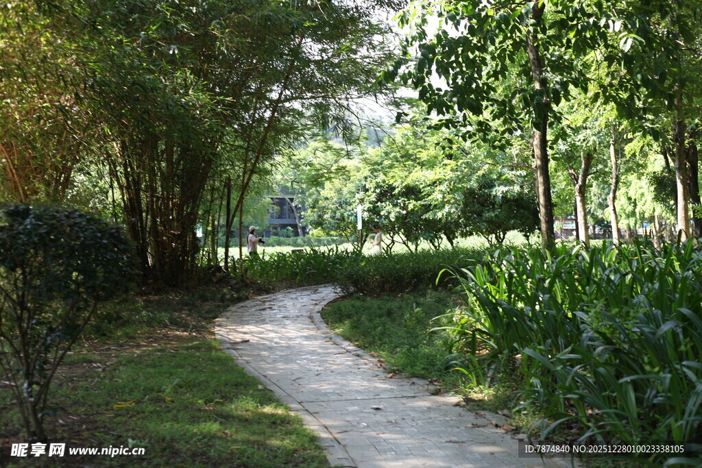 林间小径 绿意盎然的自然路