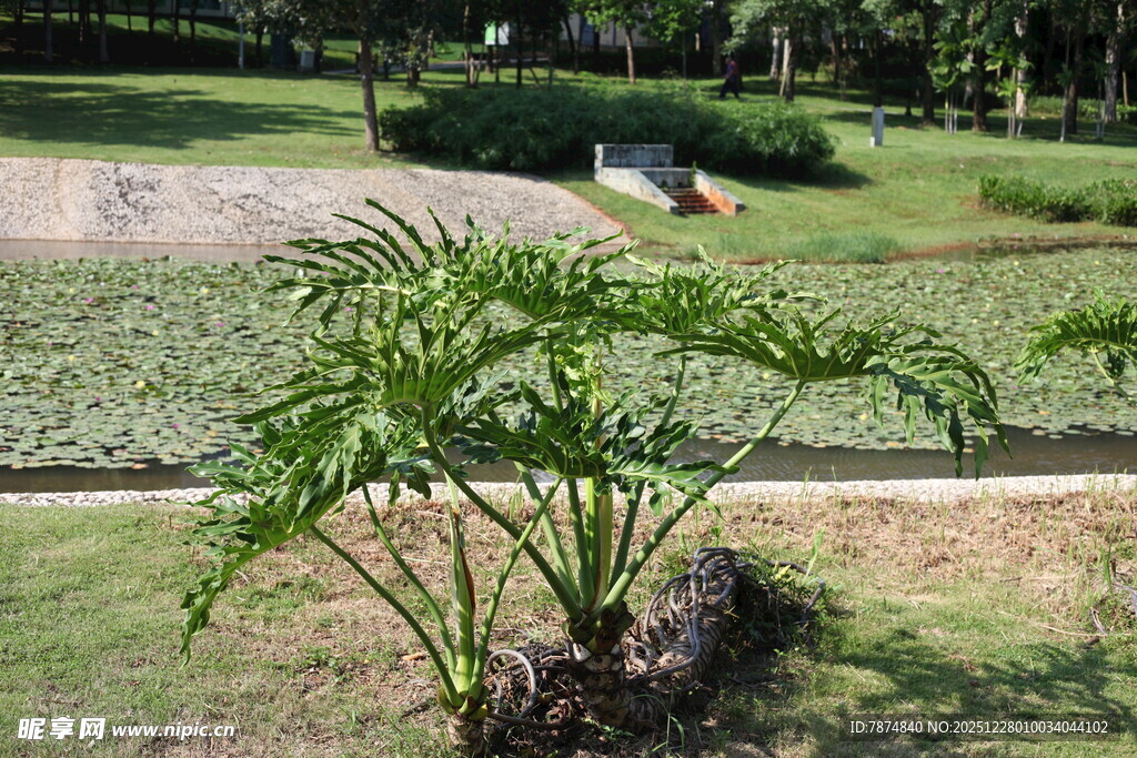 公园中的绿植景观