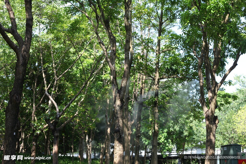 茂密树林中的自然景致