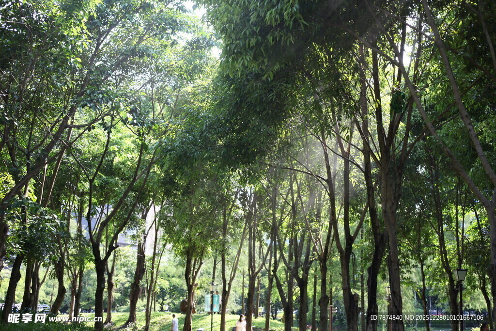 阳光洒落的茂密林间