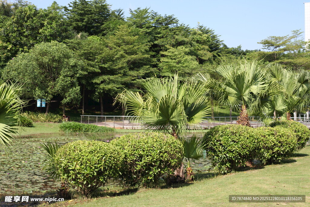 绿意盎然的园林景观