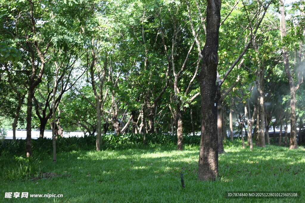 绿意盎然的林间草地