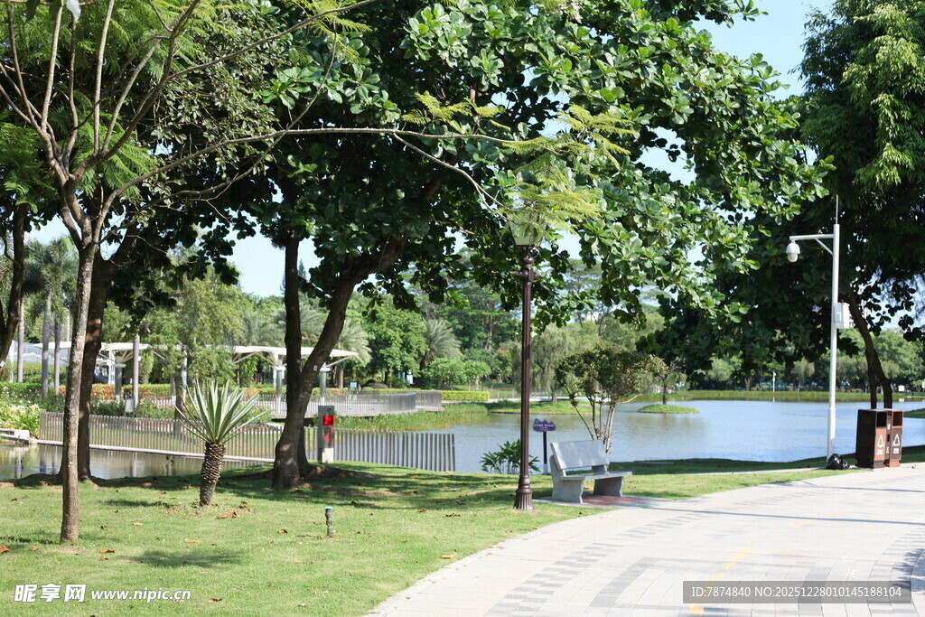 湖畔绿荫下的宁静步道