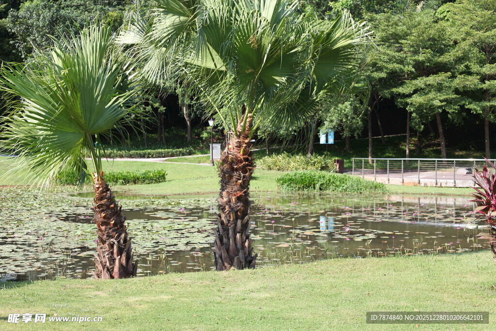公园中的棕榈树与绿地景观