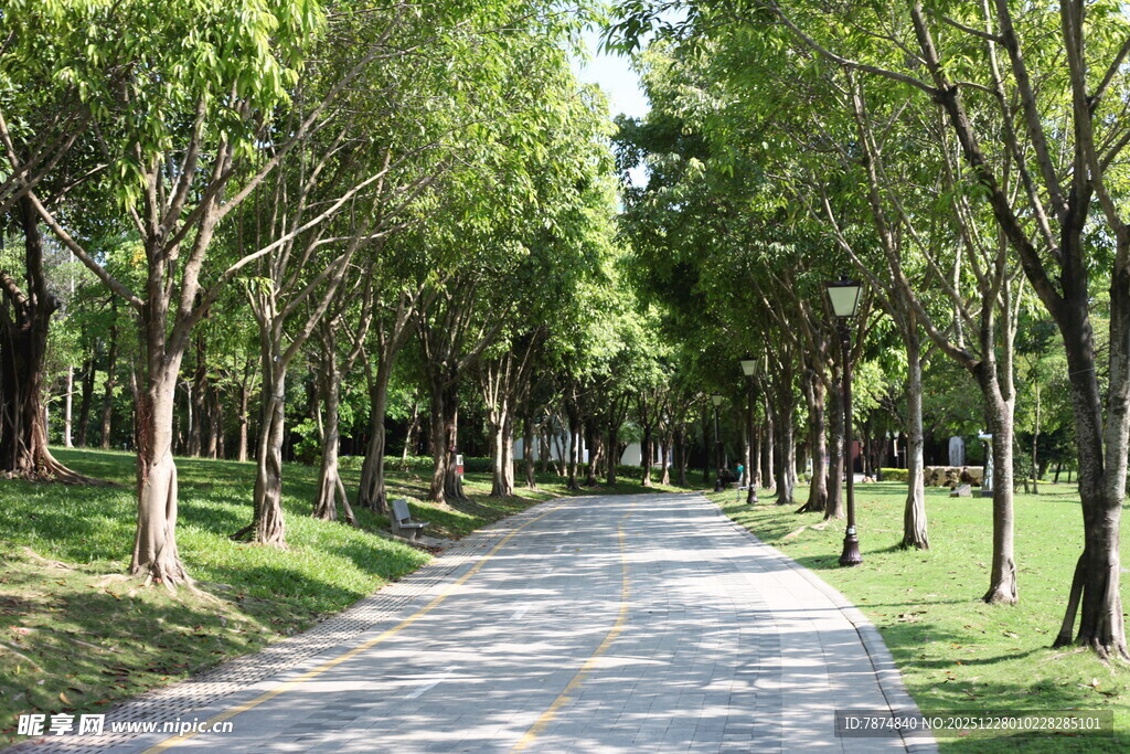 林荫小道 夏日静谧风光