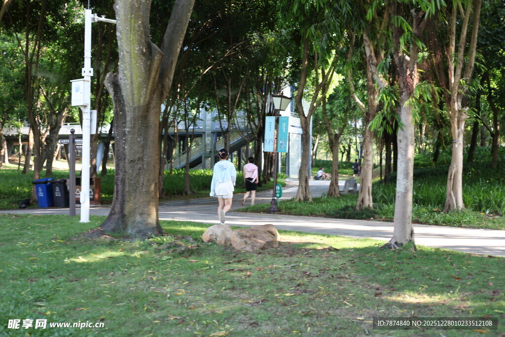 城市公园中的绿荫草地景观